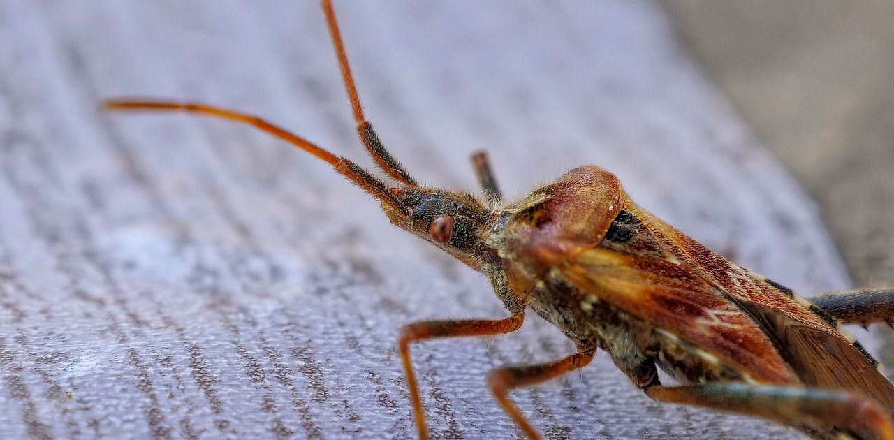 Jak pozbyć się pluskiew raz na zawsze? Poradnik eksperta