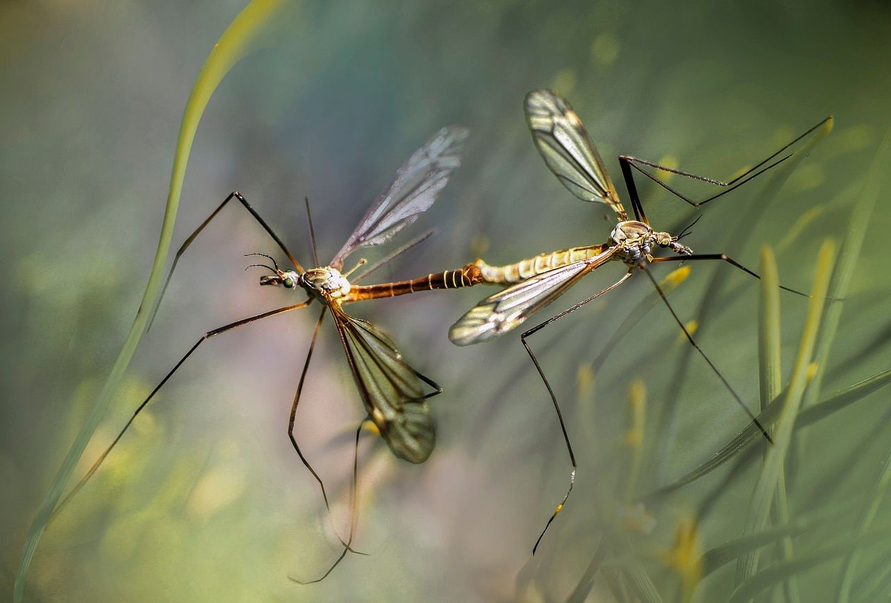 Naturalna obrona przed insektami - jakie produkty wybrać?